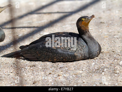 Cormorano (Phalacrocorax carbo) nel giardino zoologico Foto Stock