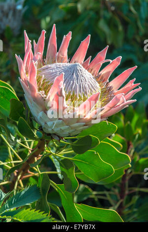 Infiorescenza di un re Protea (Protea cynaroides) Kirstenbosch Botanical Garden, Cape Town, Sud Africa Foto Stock