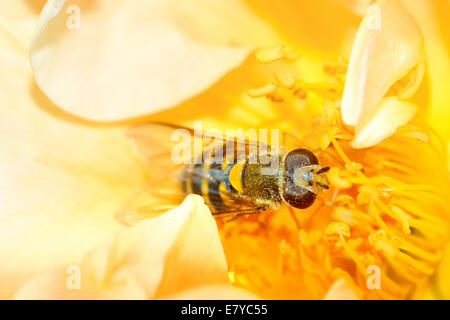 Hoverfly, Syrphus ribesii in un fiore giallo Foto Stock