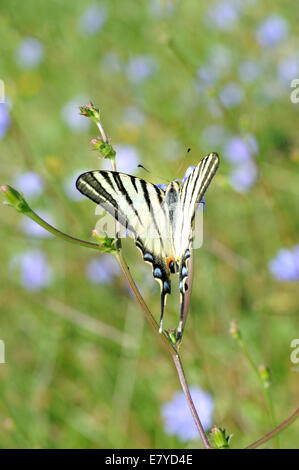 Tiger canadese a coda di rondine (farfalla Papilio canadensis), appollaiato su uno stelo. Foto Stock