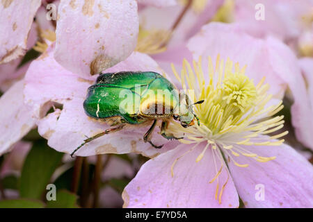 Rose Chafer in rosa rosa selvatica Foto Stock