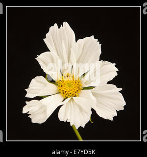 Un bellissimo fiore bianco del Cosmos bipinnatus 'Sea gusci'. Foto Stock
