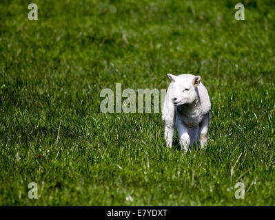 Un giovane agnello, sulla soleggiata campi di Keighley, West Yorkshire, Inghilterra. Foto Stock