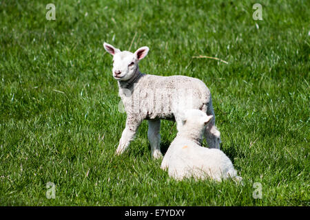 Due agnelli giovani giocando nei campi delle zone rurali Keighley, West Yorkshire, Inghilterra. Foto Stock