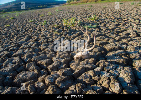 Asciutto terra arida dalla siccità in California Foto Stock