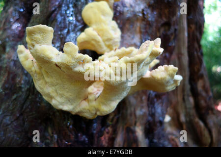 Pollo di boschi funghi musroom cresce su albero di Yew Regno Unito Foto Stock