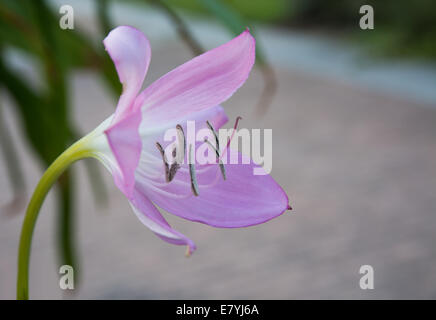 Giglio colore rosa fiore closeup fioritura in settembre, Svezia. Foto Stock