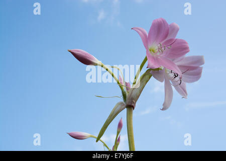 Giglio colore rosa fiore closeup fioritura in settembre, Svezia. Foto Stock