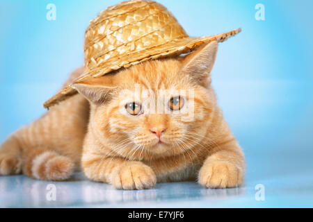 Carino gattino rosso indossando cappello di paglia su sfondo blu Foto Stock