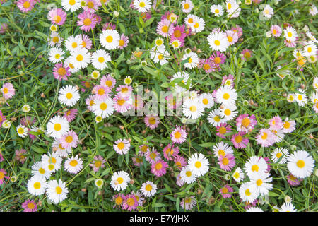 Viola e bianco Bellis perennis a copertura di un prato di erba. Foto Stock