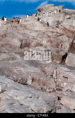 I pinguini di Gentoo (Pygoscelis papua) in Antartide Foto Stock