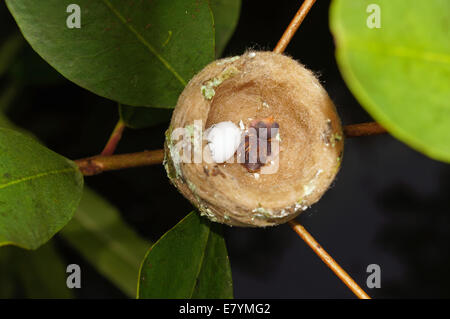 Hummingbird nest con un uovo e una baby, Costa Rica Foto Stock