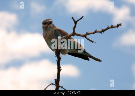 Lilac Breasted seduta del rullo in una struttura ad albero Foto Stock