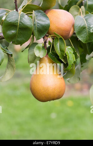 Pyrus communis "Beurre Hardy' crescendo in un inglese un frutteto. Foto Stock