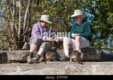 Foto di stock di persone alimentando il Mareeba Aeroporto rock wallaby Presso Granite Gorge, Australia. Foto Stock