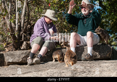 Foto di stock di persone alimentando il Mareeba Aeroporto rock wallaby Presso Granite Gorge, Australia. Foto Stock