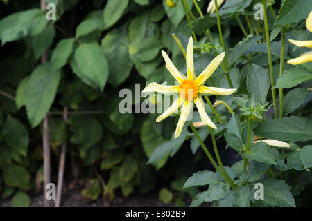 Il giallo Fiore Dahlia Nel verde fogliame Foto Stock