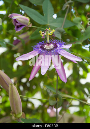 Fiore della passione Passiflora di fogliame con boccioli. Foto Stock