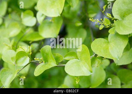A forma di cuore ad lascia closeup. Vite del cuore a forma di foglie. Foto Stock