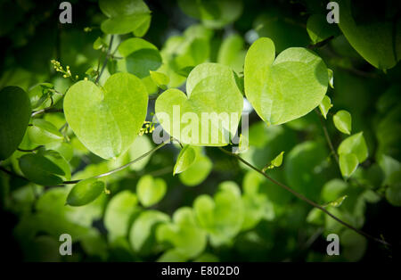 A forma di cuore ad lascia closeup. Vite del cuore a forma di foglie. Foto Stock