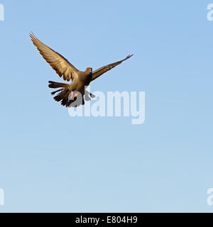 Colomba di roccia o Rock piccione (Columba livia) con le ali sollevate in volo sul cielo blu Foto Stock