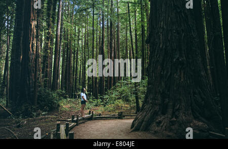 Perdersi nel bosco (Armstrong Redwoods) Foto Stock
