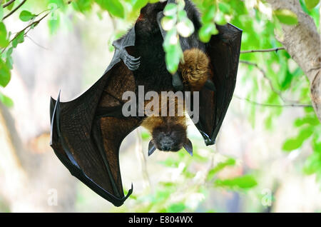 Grande Bat, appeso Flying Fox (Pteropus vampyrus), durante il periodo di sonno in background della natura Foto Stock