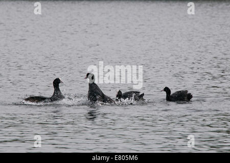 Due coppie di folaga (fulica atra) avente una disputa territoriale sul lago Bowyers, Cheshunt, Herts Foto Stock