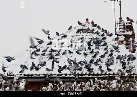 Gregge di piccioni selvatici su una coperta di neve tetto Foto Stock
