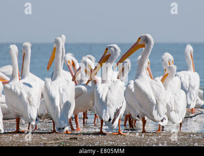 Parte del gregge di American pellicani bianchi a Petatan, lago Chapala, Messico. Foto Stock