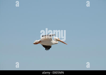 Un singolo americano bianco Pelican battenti contro un cielo blu Foto Stock