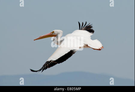 Single American White Pelican battenti al lago Chapala, Messico contro uno sfondo grigio del cielo e le montagne Foto Stock