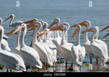 Gregge di American pellicani bianchi a Petatan, lago Chapala, Messico tutti cercando nello stesso modo Foto Stock