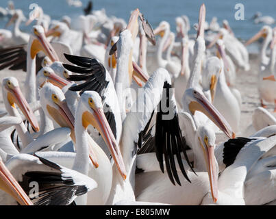 Gregge di American pellicani bianchi a Petatan, lago Chapala, Messico mostrando le loro ali e i menti colorate Foto Stock