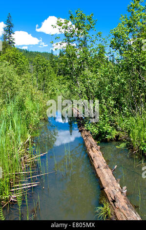 Skunk cavolo Boardwalk, Mount Revelstoke National Park, British Columbia, Canada Foto Stock