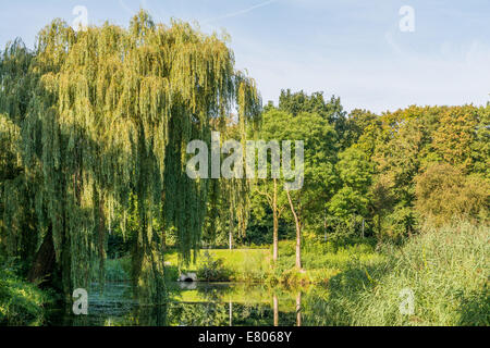 Big willow sovrastante uno stagno in un parco in Olanda Foto Stock