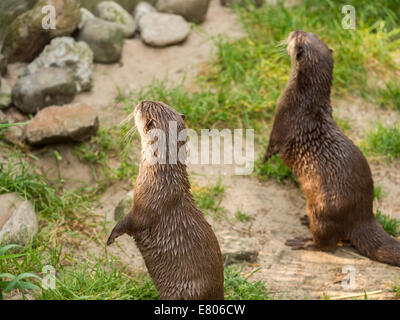Asian Small-Clawed Otter permanente. Più piccolo al mondo otter Foto Stock