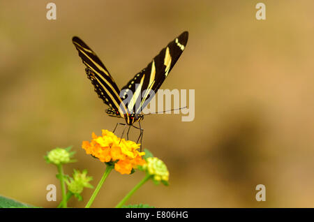 Bella striped buttefly pronto a prendere da fiore giallo Foto Stock