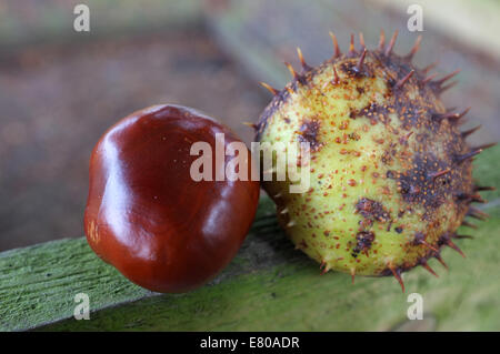 Conker fresco da un cavallo-Albero di castagno e guscio pungenti fotografato in traghetto grove nella contea del Kent REGNO UNITO 2014 Foto Stock