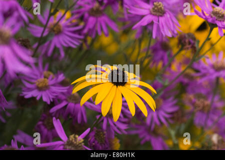 Rudbeckias e gli astri in un confine erbacee. Foto Stock