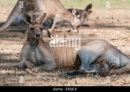 Foto di stock di un orientale canguro grigio in appoggio. Foto Stock