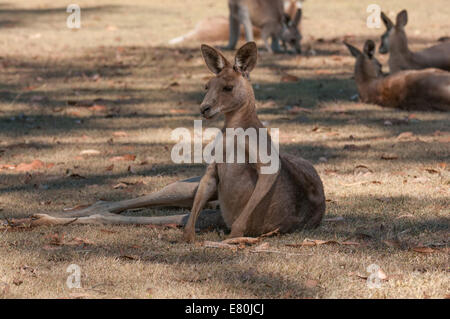 Foto di stock di un orientale canguro grigio in appoggio. Foto Stock