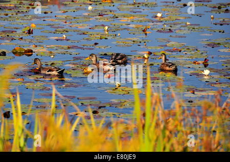 Williamstown, Massachusetts: anatre nuotare in un piccolo stagno riempito con ninfee e fiori Foto Stock