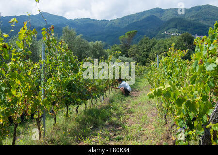 Ispezionare le uve a Macea agriturismo biologico/vigneto di Borgo a Mozzano, Toscana, Italia Foto Stock