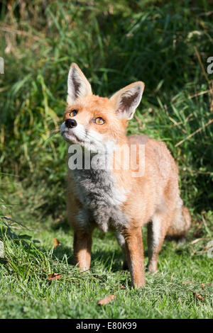 British Centro faunistico Fox Vulpes vulpes Wildlife Foto Stock