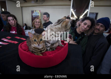 Buenos Aires, Argentina. Il 27 settembre, 2014. I visitatori osservano due cuccioli di razza bengala, durante l'Expo Gatti " mostra, a Buenos Aires, capitale dell'Argentina il 7 settembre 27, 2014. Nell'esposizione organizzata dall'Argentino Assotiation felina, oltre un centinaio di gatti di tutte le razze da conutry erano esposti. Credito: Martin Zabala/Xinhua/Alamy Live News Foto Stock