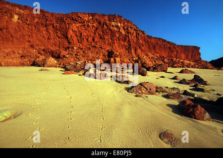 Tracce di uccelli sulla spiaggia, James Price Point, Dampier Peninsula, Kimberley, Australia occidentale Foto Stock