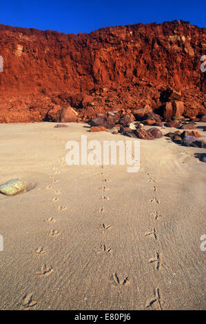 Tracce di uccelli sulla spiaggia, James Price Point, Dampier Peninsula, Kimberley, Australia occidentale Foto Stock