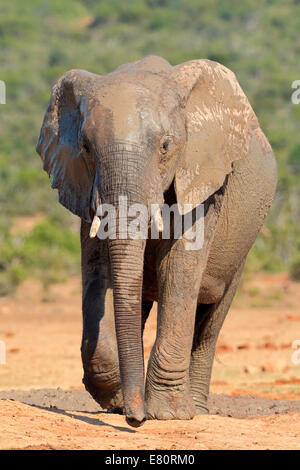 Coperti di fango dell' elefante africano (Loxodonta africana), Addo Elephant National Park, Sud Africa Foto Stock