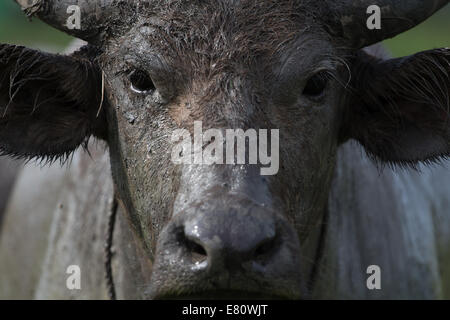 Naso di Buffalo Foto Stock